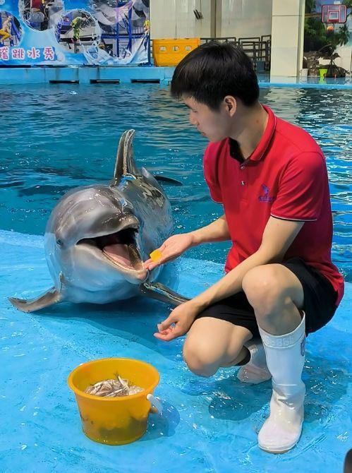 吃瓜海豚网,网络舆论场中的“海豚效应”