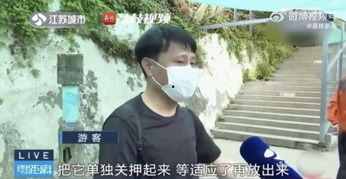 网红吃瓜兄妹,揭秘娱乐圈幕后真相