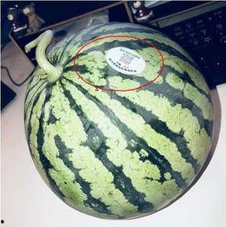 临夏网红吃瓜,揭秘当地美食背后的故事